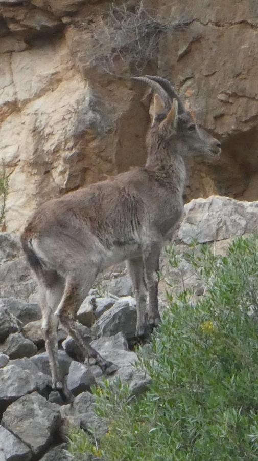La Rueda Apartamentos Rurales Chulilla Dış mekan fotoğraf